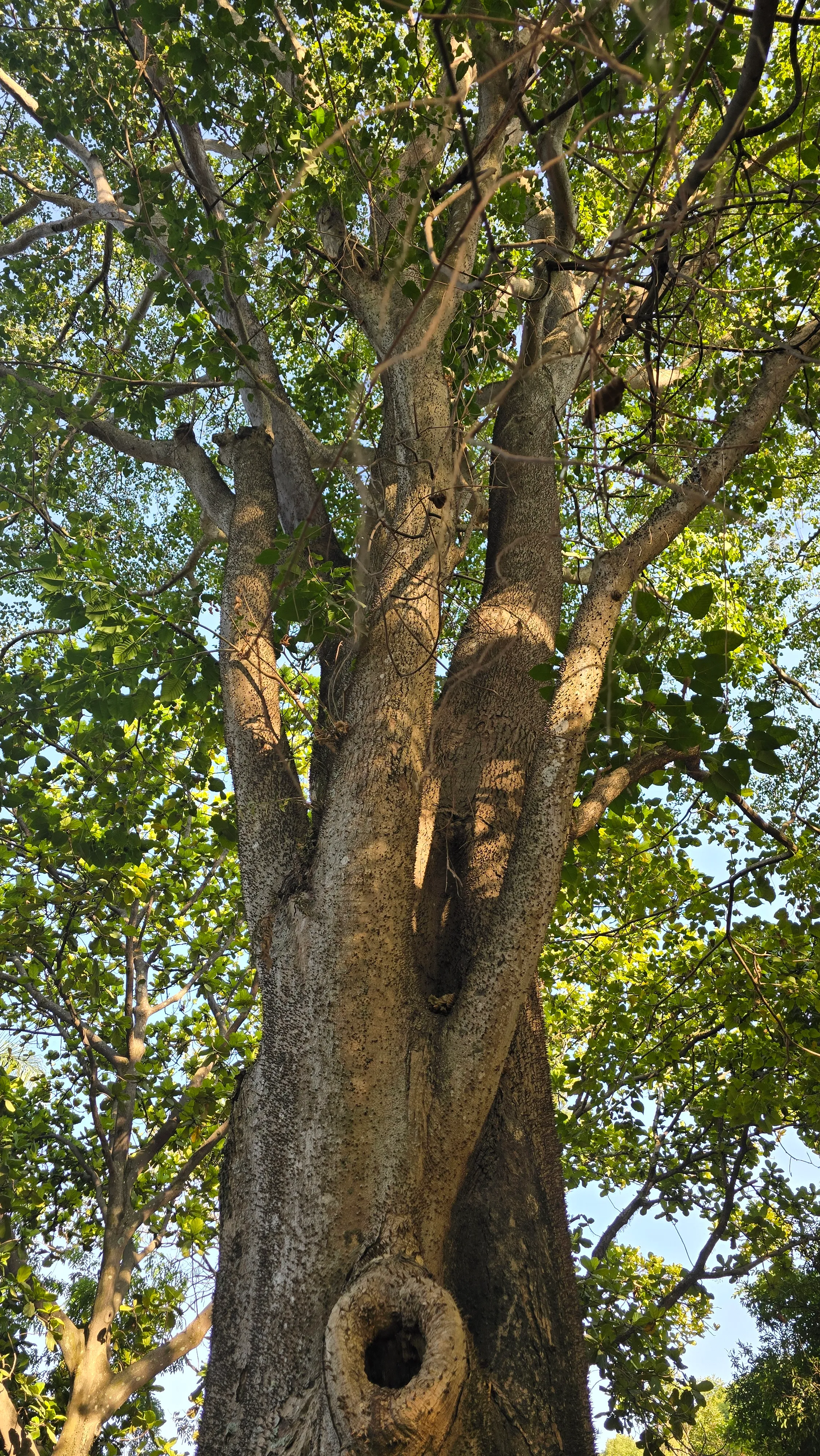Pohon Hura crepitans