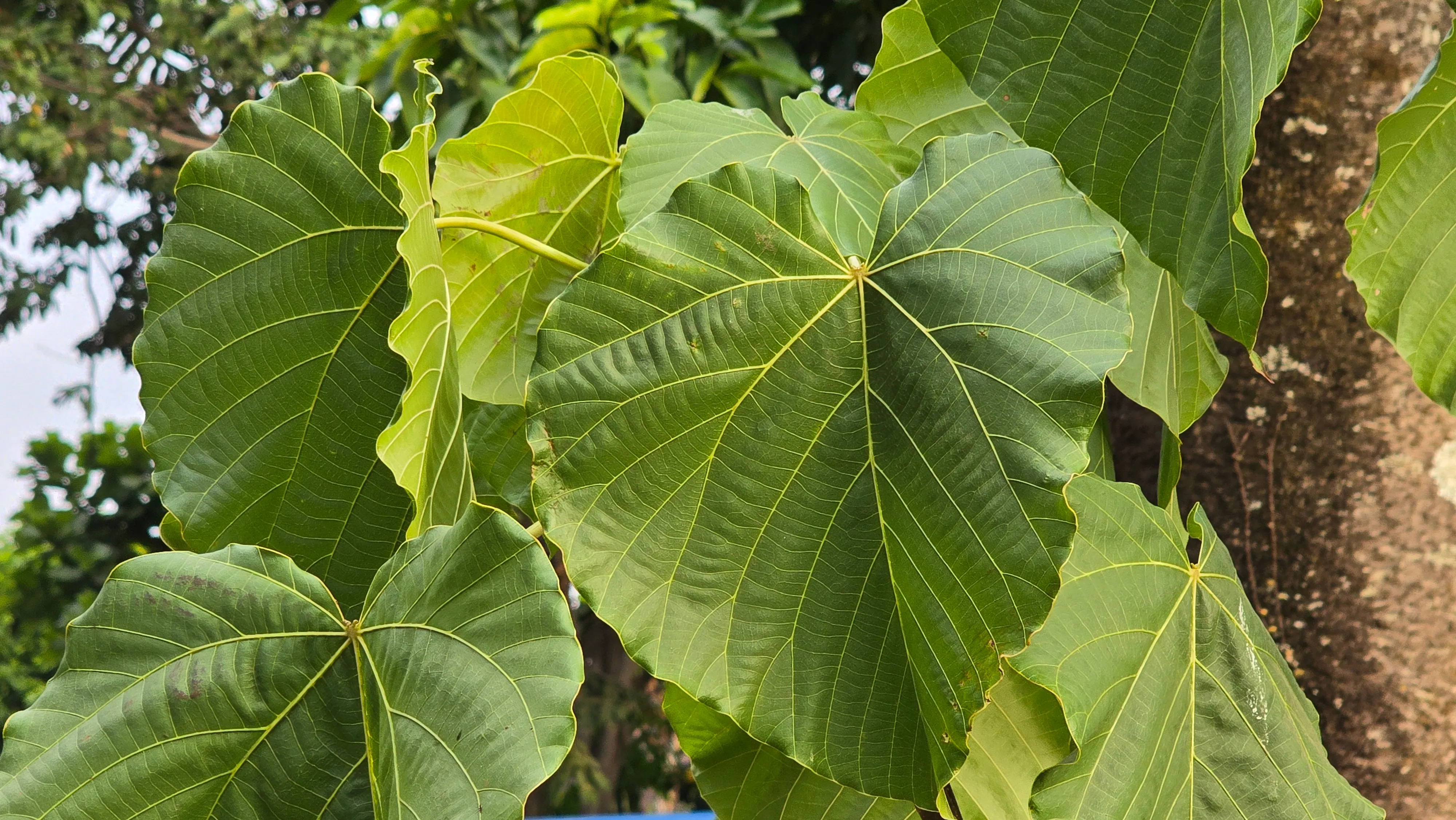 Pohon Kemiri Sunan