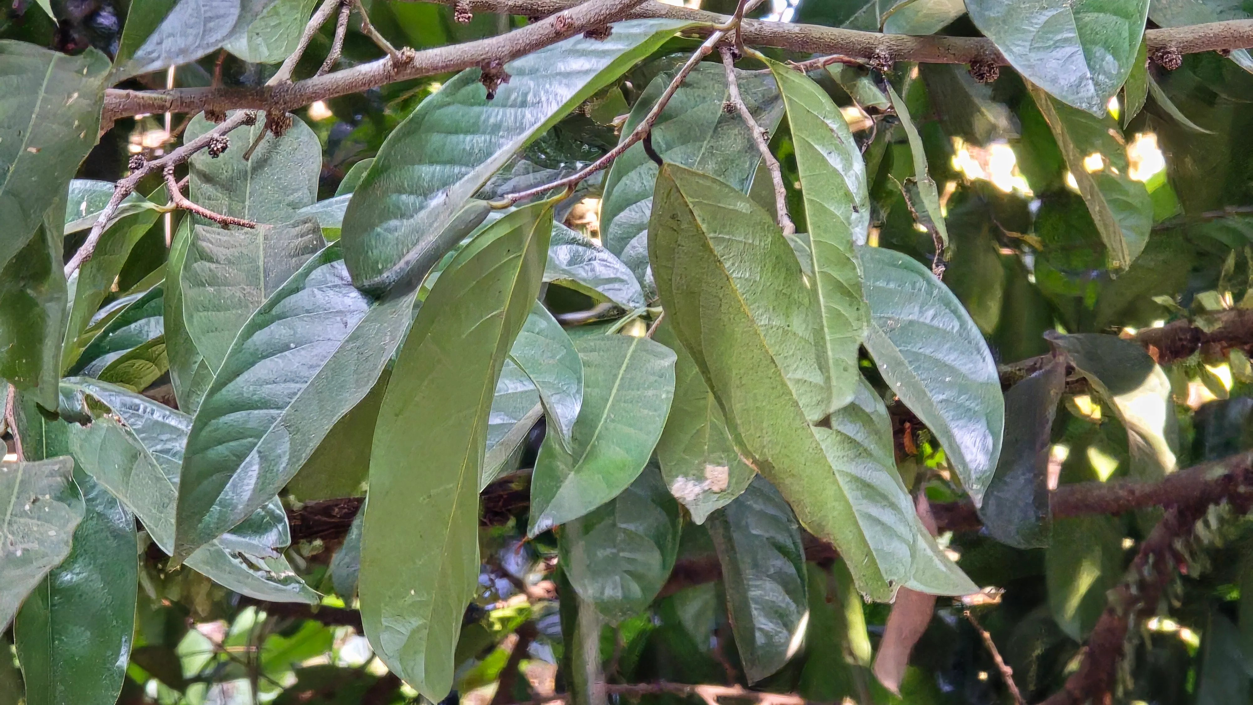 Pohon Kepel