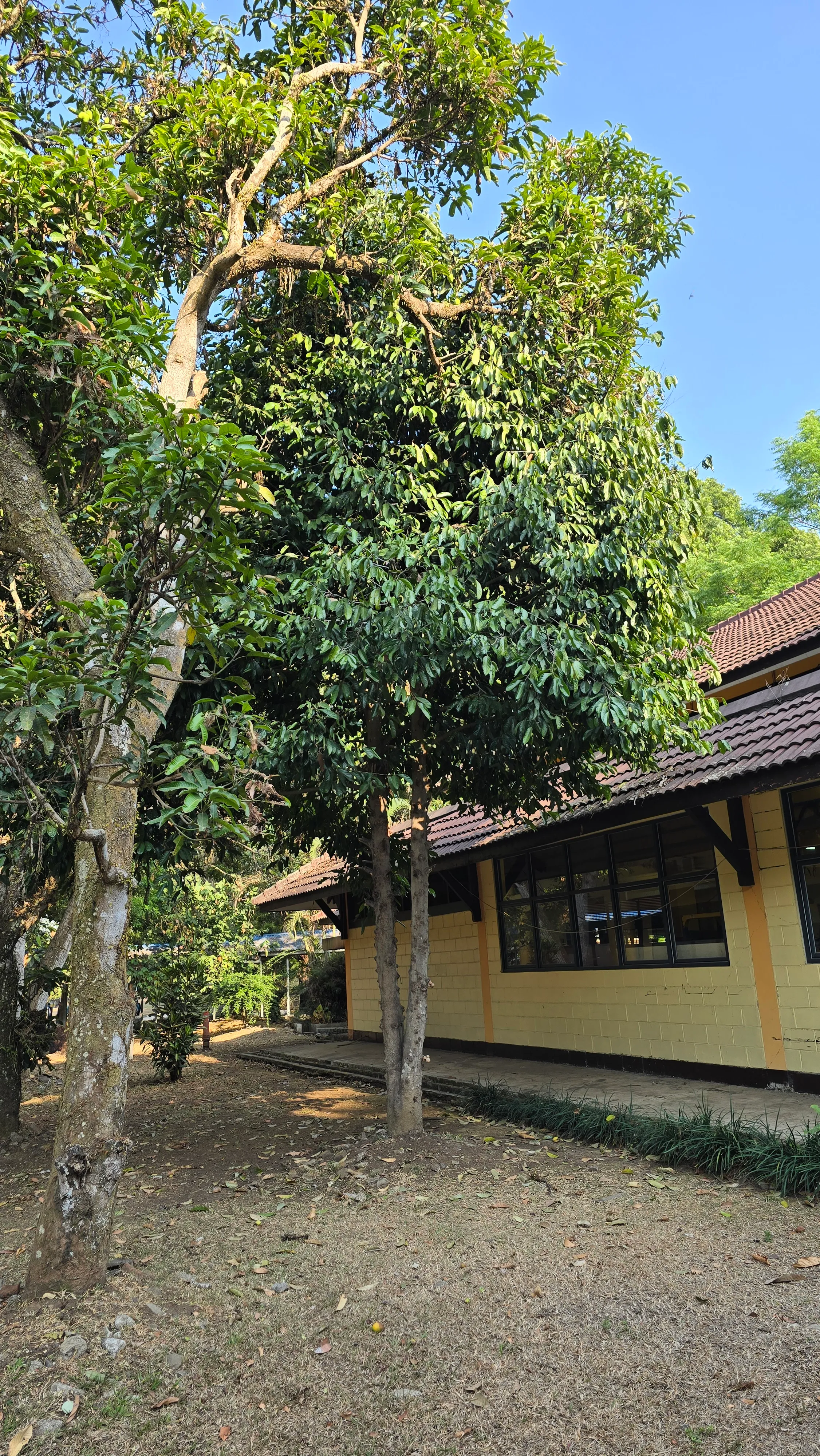 Batang dan Percabangan Pohon Kepel