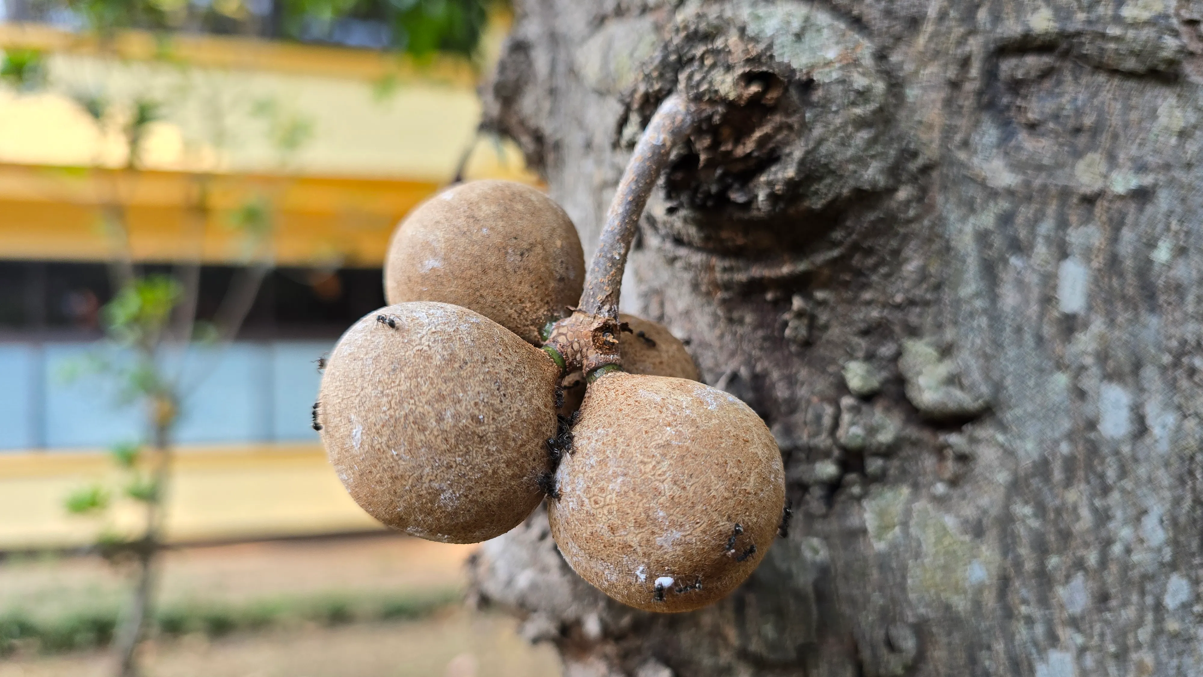 Buah Kepel