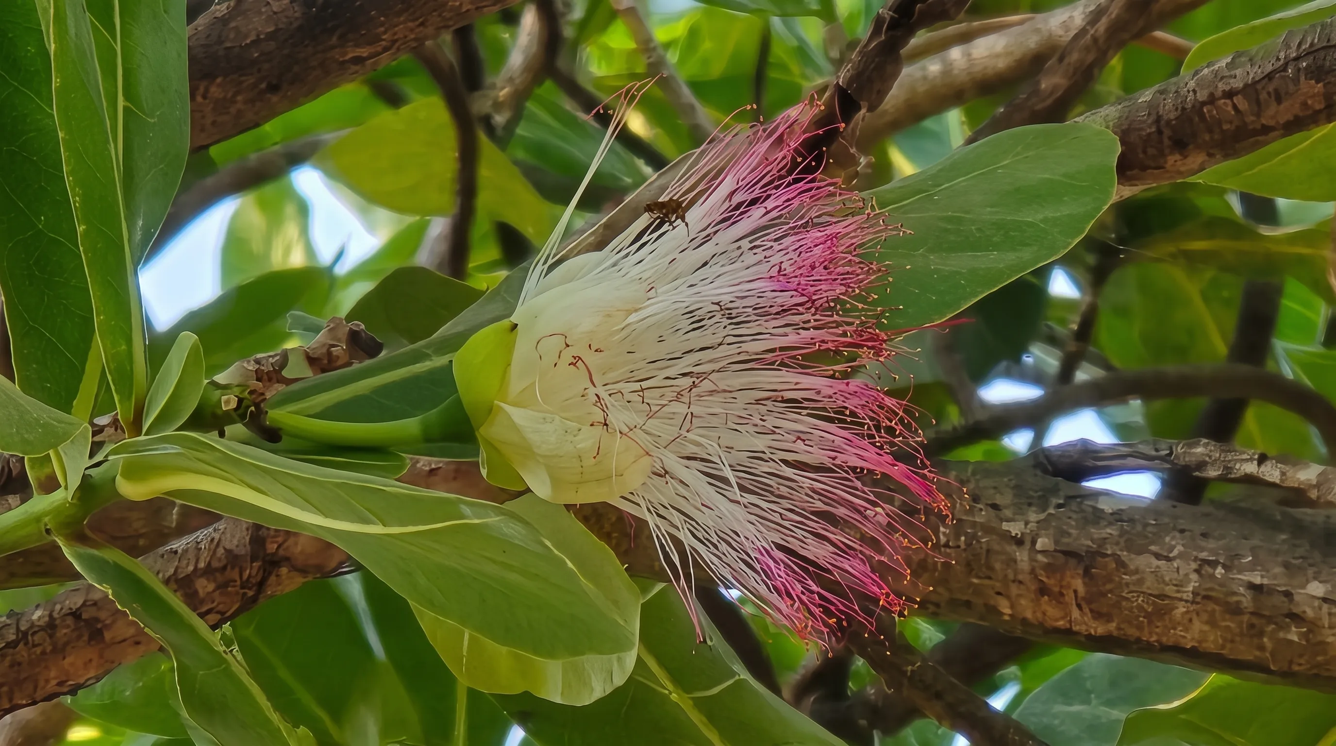 Bunga Keben