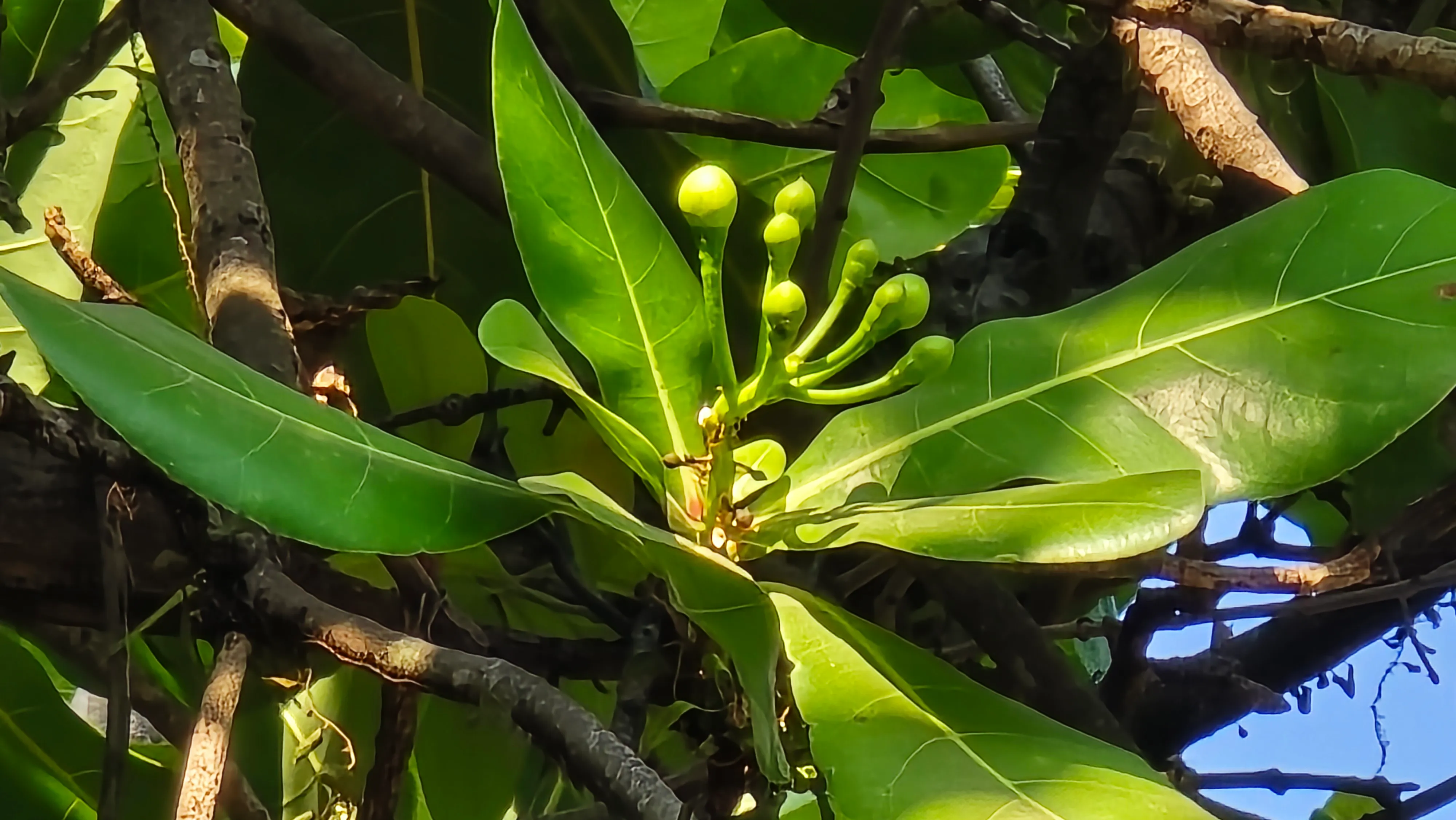 Kuncup Bunga Keben